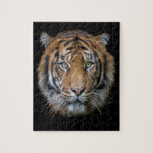 Puzzle Un visage sauvage de tigre du Bengale