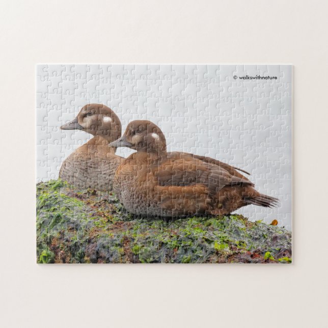 Puzzle Une paire de canards arlequins sur les rochers (Horizontal)
