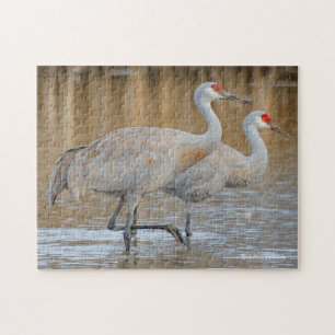 Puzzle Une paire de grues de Sandhill