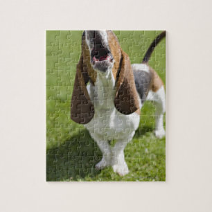 Puzzle USA, Illinois, Washington, Portrait de Bassett