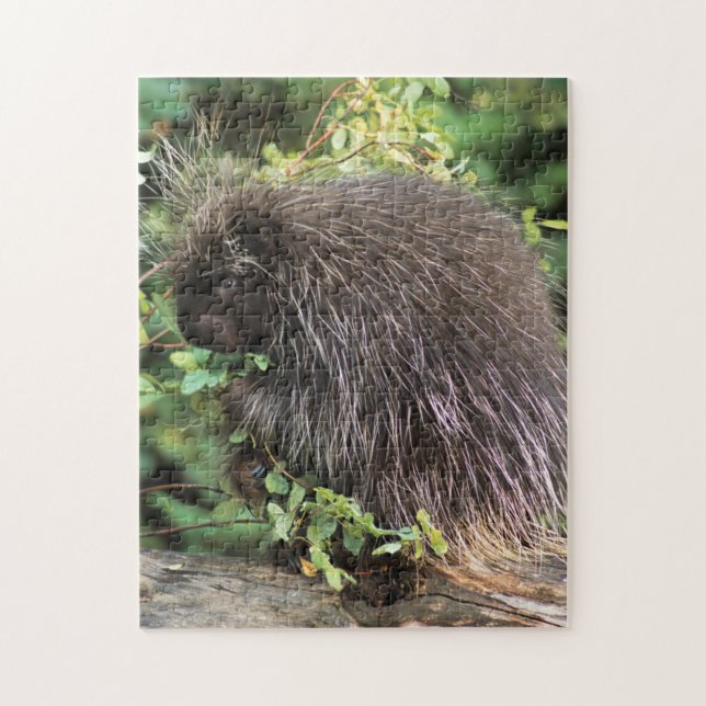 Puzzle USA, Montana, Kalispell. Porcupine et hanches rose (Vertical)
