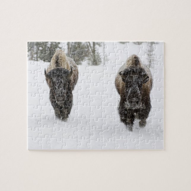 Puzzle USA, WY, Yellowstone NP, Bison américain (Horizontal)