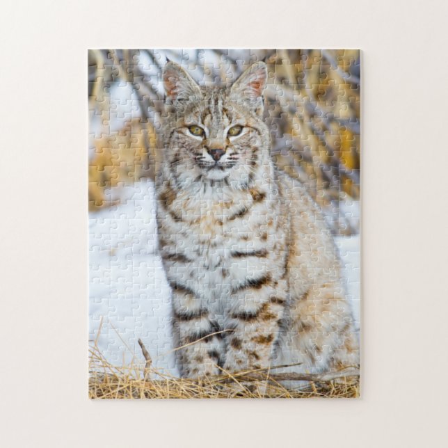 Puzzle USA, Wyoming, Portrait de Bobcat (Vertical)