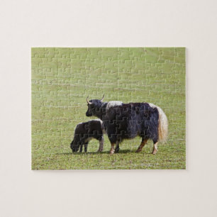 Puzzle Vache et veau Yak, Lijiang