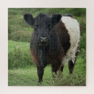 Puzzle Vache galloway à ceinture