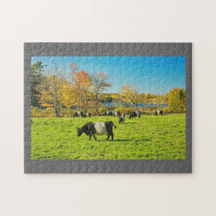 Puzzle Vaches ceinturées à Galloway frôlant sur l'herb