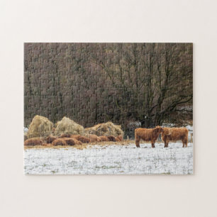 Puzzle Vaches des montagnes écossaises maintenant chaude