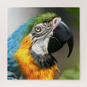 Puzzle Vibrant couleur Macaw