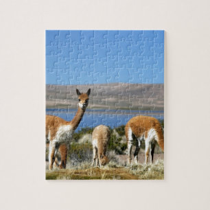 Puzzle Vicuna en état d'alerte élevé Lauca National Park