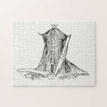 Vieux muscles d'illustration d'anatomie du cou