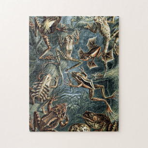 Puzzle Vintage naturaliste Ernst Haeckel Grenouilles et c