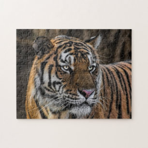 Puzzle Visage lisse de chat sauvage de tigre