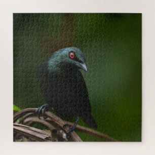 Puzzle Vivid yeux rouges de l'asiatique lustré Starling