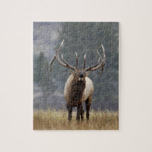 Puzzle Wapiti mâle bramant, Parc national de Yellowstone,