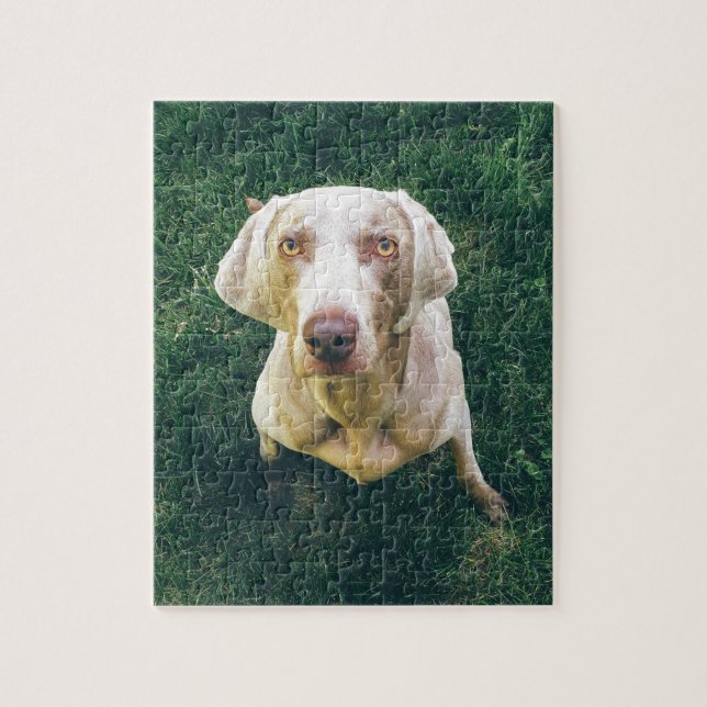 Puzzle Weimaraner intense (Vertical)