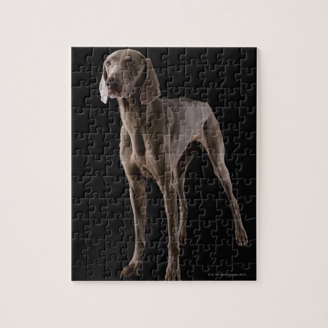 Puzzle Weimaraner, studio tourné (Vertical)