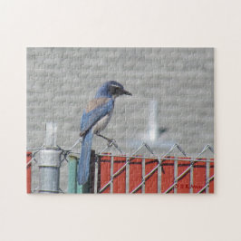 Puzzle - Western Scrub-Jay auf Zaun