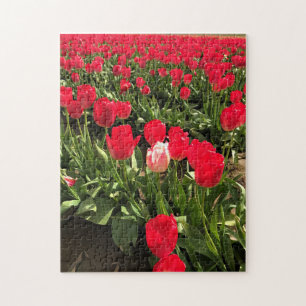 Puzzle White & Pink Tulip dans Red Tulip Field, Oregon