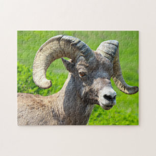 Puzzle Wild Life Canada. Gros mouton de corne.
