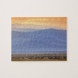 Puzzle Wildebeest pendant la migration, Connochetes