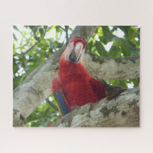 Puzzle Wildlife Puzzle: Colorful Red Parrot