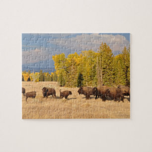 Puzzle Wyoming Buffalo