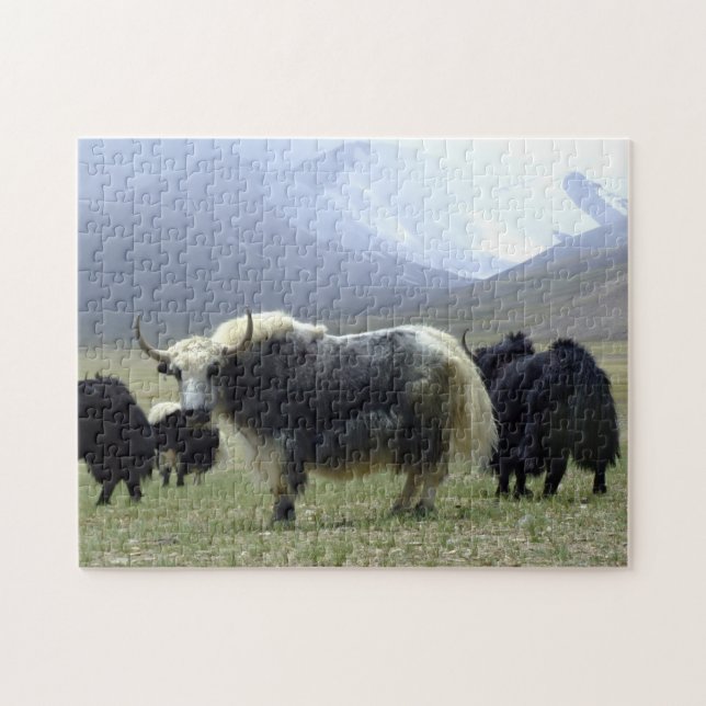 Puzzle Yaks, Nomades de l'Himalaya - Tibet / Yak Ladakh (Horizontal)
