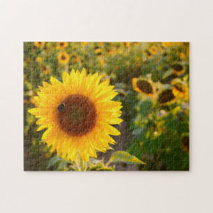 Puzzle Yellow Hardy Sunflower Meilleures photos de tourne