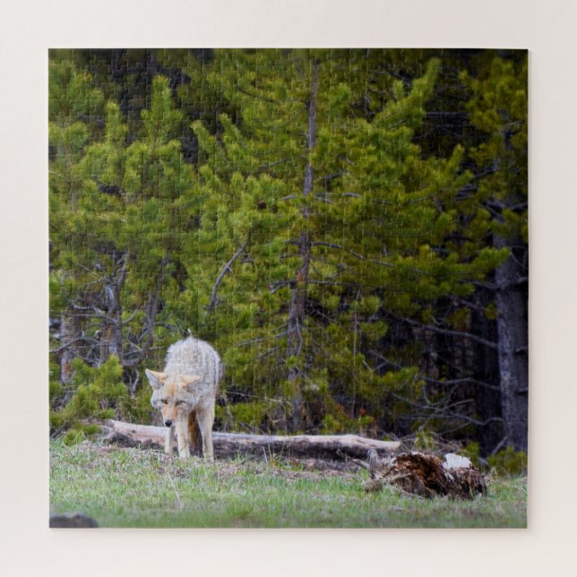 Puzzle Yellowstone - Curious Coyote - 20x20 - 676 pcs. (Vertical)