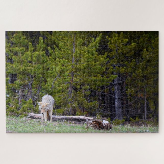 Puzzle Yellowstone - Curious Coyote - 20x30 - 1014 pcs. (Horizontal)