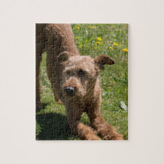 Puzzle Yoga de Terrier irlandais