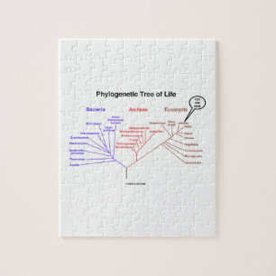 Puzzle You Are Here Phylogenetic Tree Of Life (Biology)