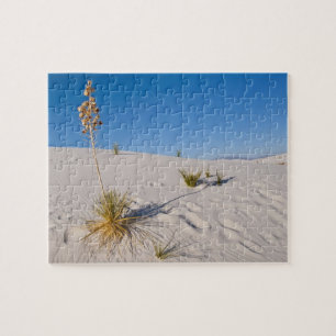 Puzzle Yucca éléphant, ombre longue, dunes transversales