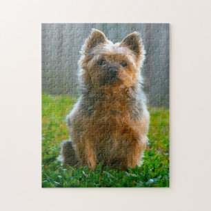 Puzzles de chien Terrier Australien.