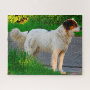 Puzzles de chien Tornjak.