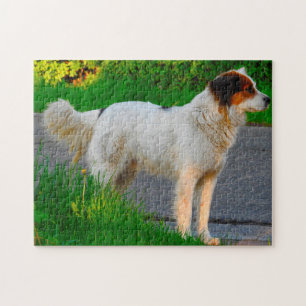Puzzles de chien Tornjak.