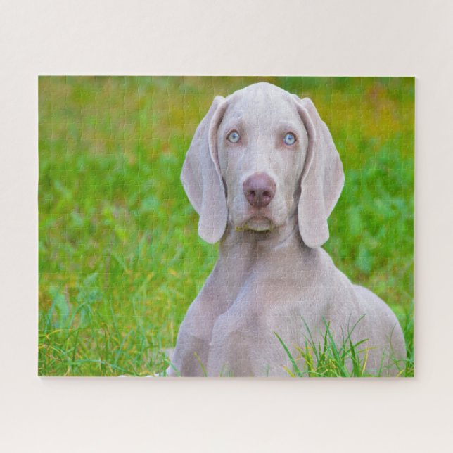 Puzzles de chiens Weimaraner. (Horizontal)