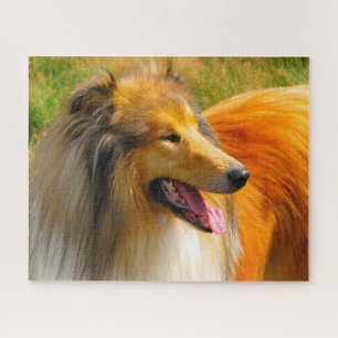Puzzles de Rough Collie.