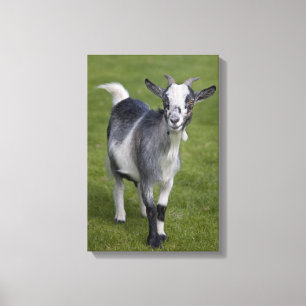 Pygmäe Ziege überzogene Canvas Print Leinwanddruck