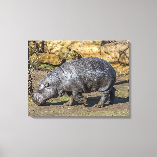 Pygmäen-Hippo im Zungenausdruck Leinwanddruck (Vorderseite)