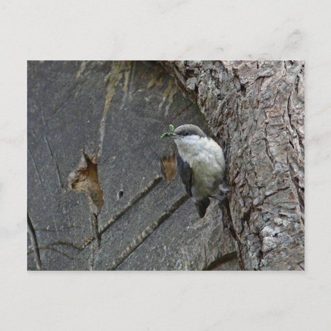 Pygmäen-Nuthatch Postkarte (Vorderseite)