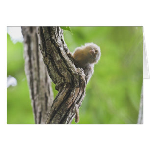 PygmäenMarmoset