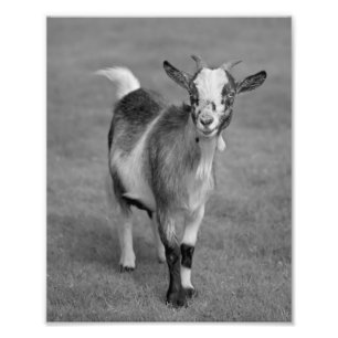 Pygmäenziegen-Druck (Schwarzweiss) Fotodruck
