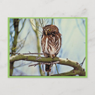 Pygmäuse Postkarte