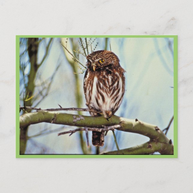 Pygmäuse Postkarte (Vorderseite)