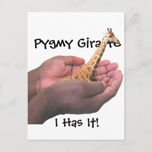 Pygmy Giraffe Postkarte