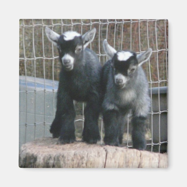 Pygmy Goat Babies Magnet (Vorne)