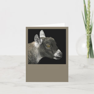 Pygmy Goat Card - "Ziege anzeigen" Karte