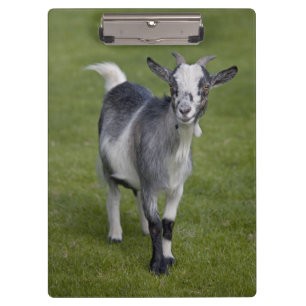Pygmy Goat Clipboard Klemmbrett