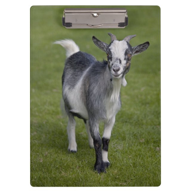 Pygmy Goat Clipboard Klemmbrett (Vorderseite)